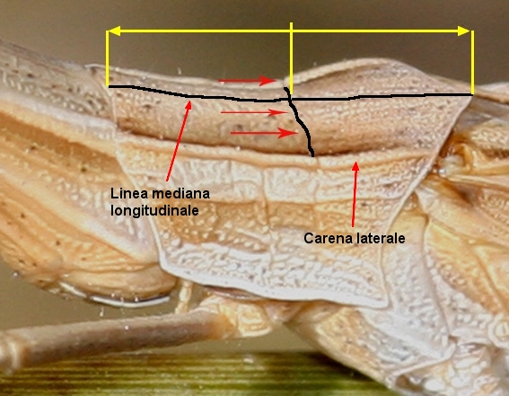 Acrida ungarica mediterranea (solco tipico del pronoto)